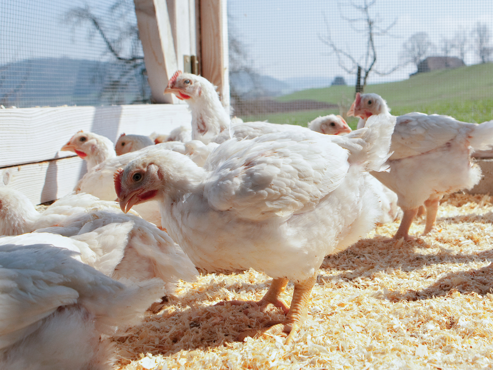 Schweizerfleisch Poulets